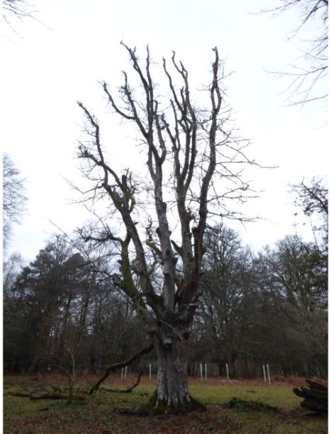 On a moribund beech adjacent to various other fungus species in the New Forest, UK.
